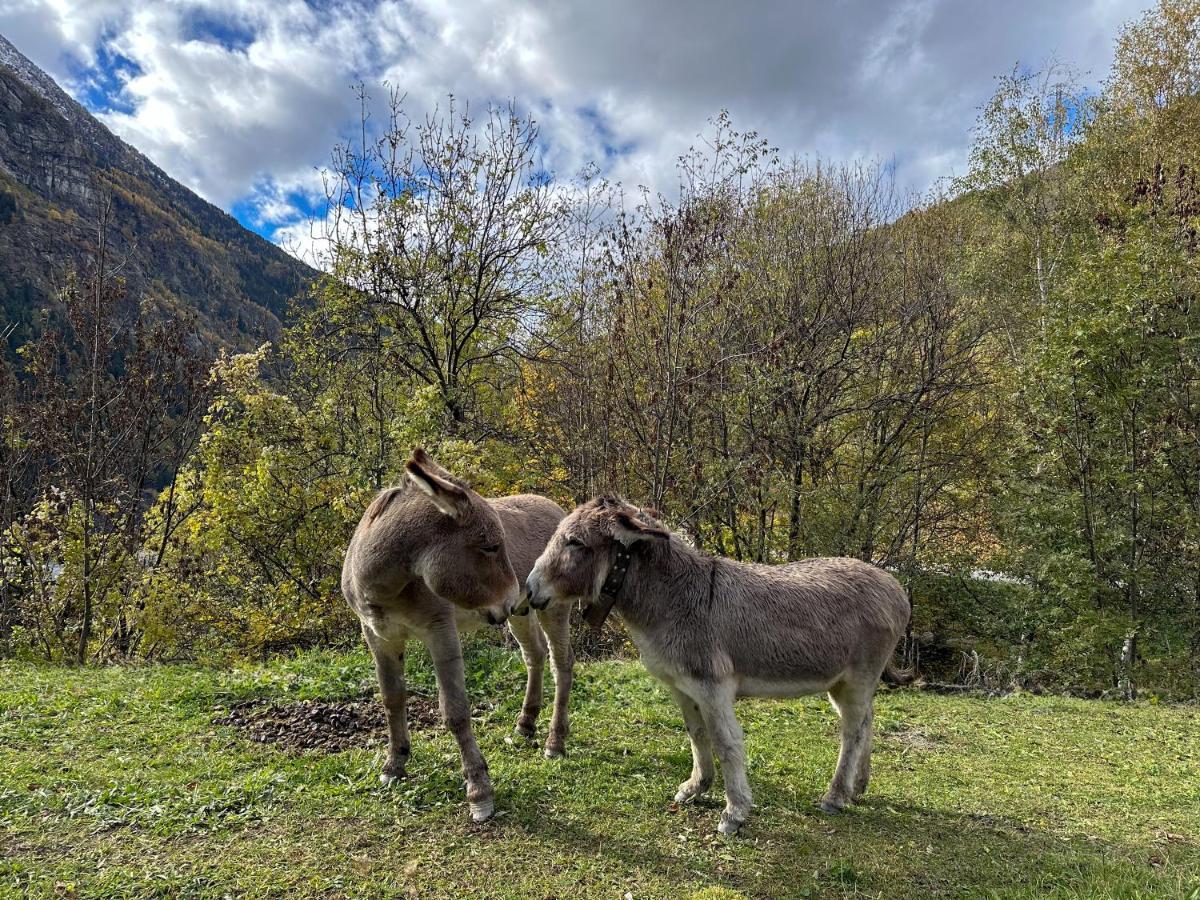 Cozyloge, Orelle & Les 3 Vallees Luaran gambar